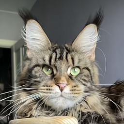 Valencia  Great Lion