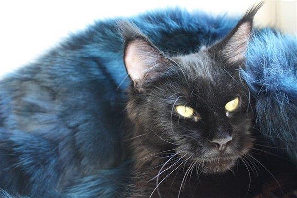 Talkingcat's Fiona - maine-coon