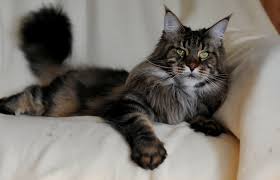 Helavisa Long Meadow - maine-coon