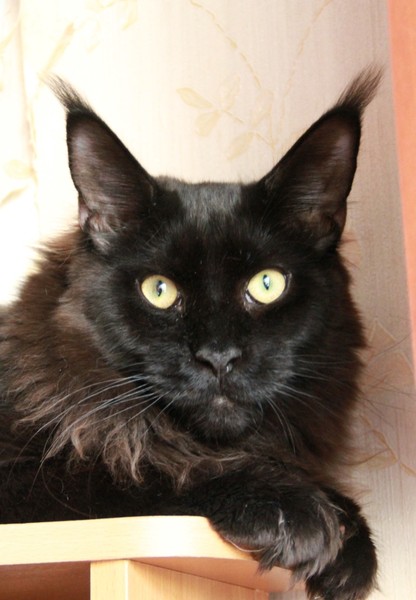 Jack Black Sudjuk Kale - мейн-кун