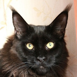 Jack Black Sudjuk Kale