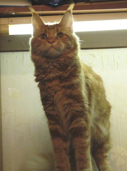 Arien Orange Sun - maine-coon