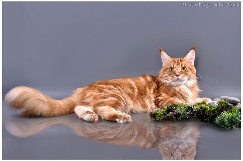 Calipso Sudjuk Kale - maine-coon