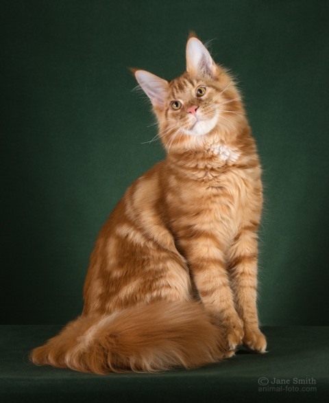 Wistariantale Da Vinci of Unicum - maine-coon