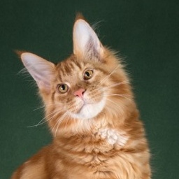 Wistariantale Da Vinci of Unicum