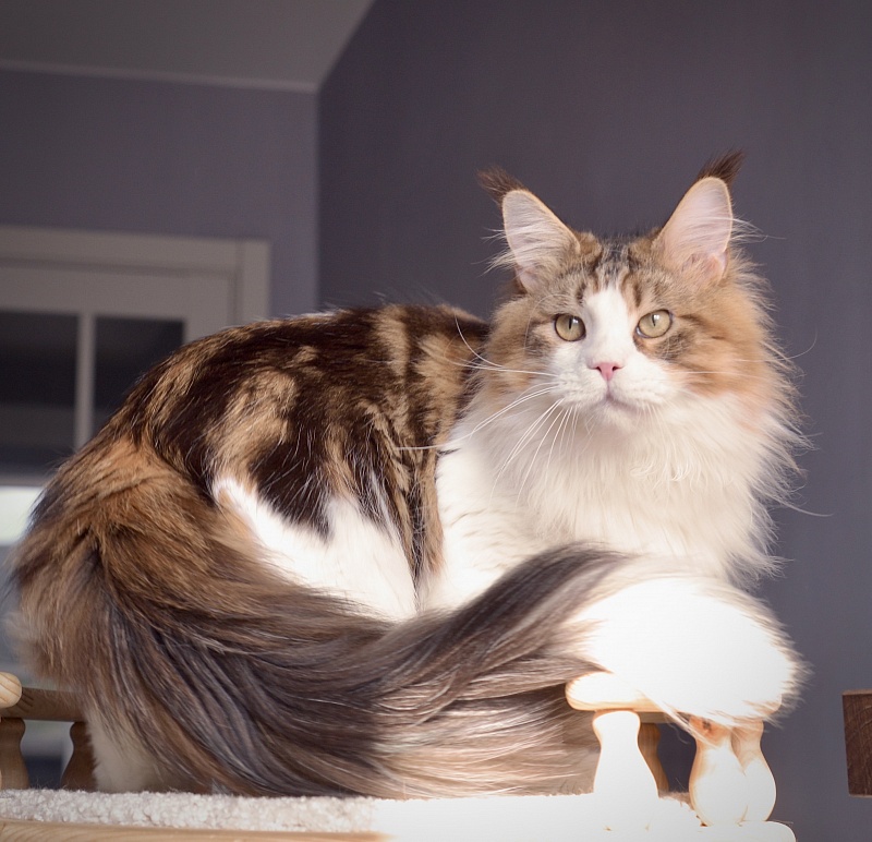 EXO Estate Pearls*RU - Junior maine-coon 7 months 3.5 weeks