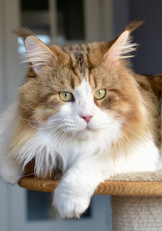 EXO Estate Pearls*RU - Adult maine-coon 2 years 1 week
