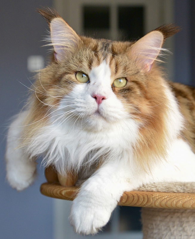 EXO Estate Pearls*RU - Adult maine-coon 2 years 1 week
