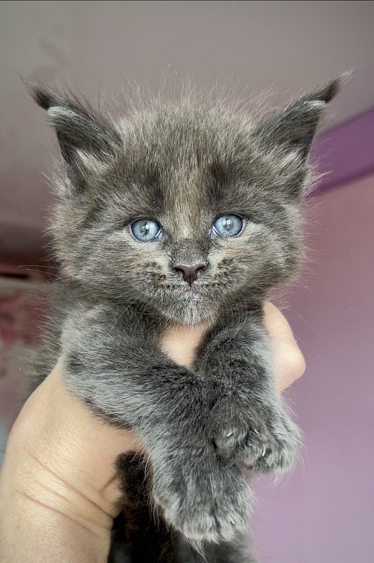 F  Great Lion - Kitten maine-coon 1 month
