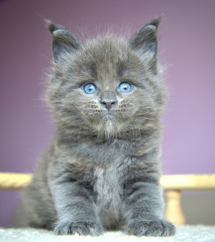 F  Great Lion - Kitten maine-coon 4 weeks