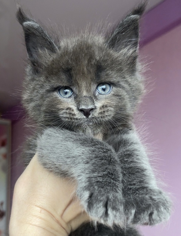 F  Great Lion - Kitten maine-coon 1 month 1.5 week