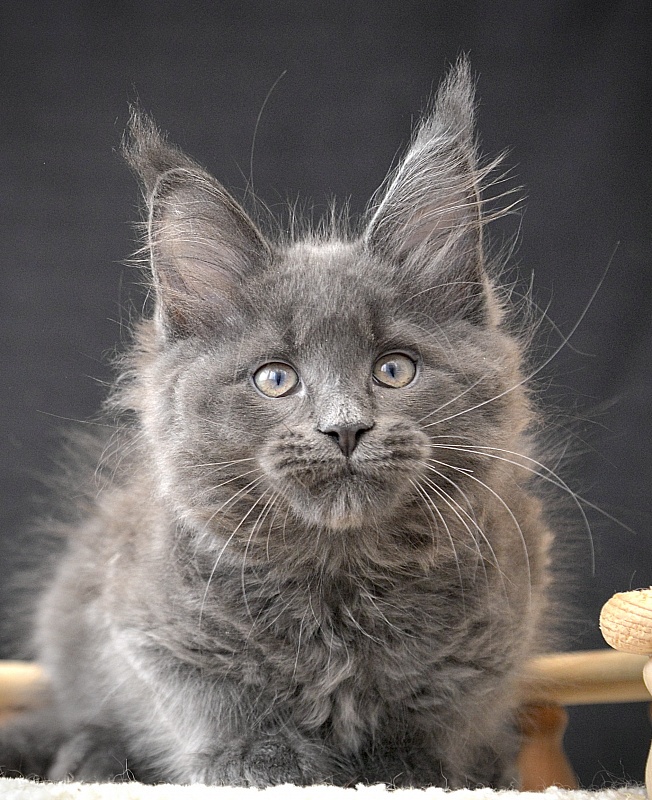 F  Great Lion - Kitten maine-coon 2.5 months