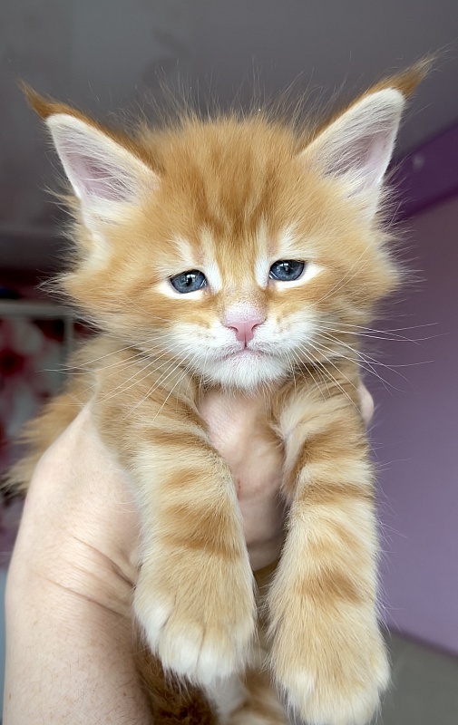 F1  Great Lion - Kitten maine-coon 1 month