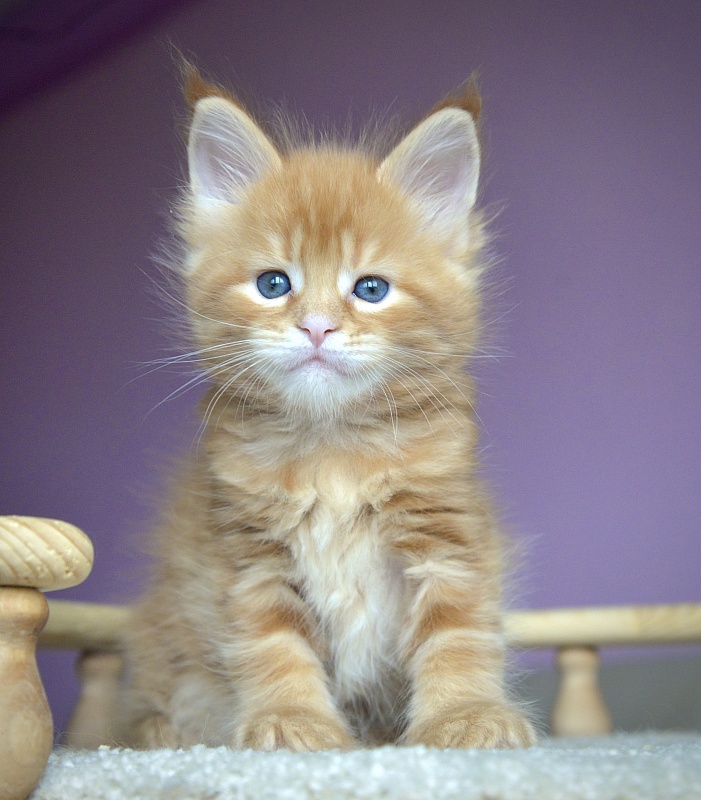 F1  Great Lion - Kitten maine-coon 4 weeks