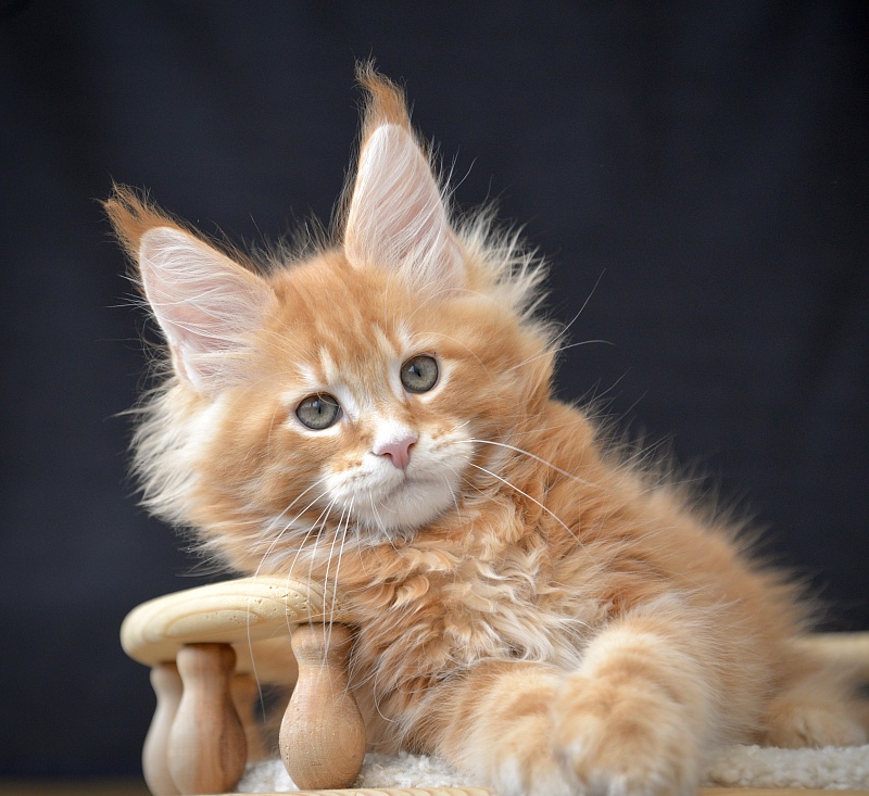 F1  Great Lion - Kitten maine-coon 2.5 months