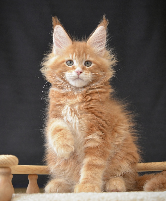 F1  Great Lion - Kitten maine-coon 2.5 months