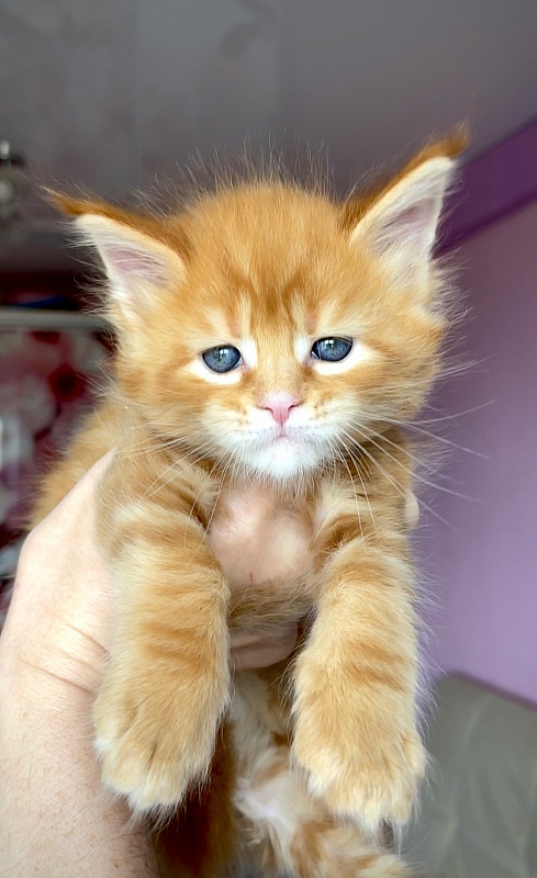F2  Great Lion - Kitten maine-coon 1 month