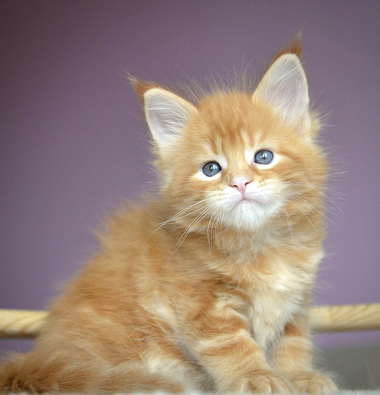 F2  Great Lion - Kitten maine-coon 4 weeks