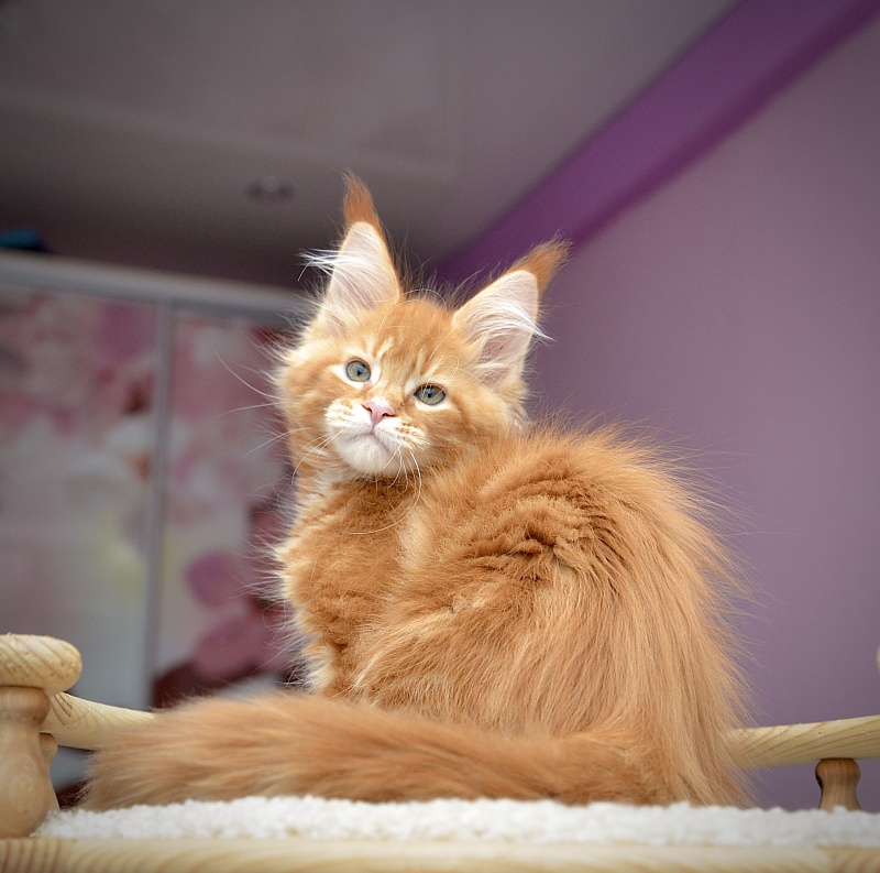 F2  Great Lion - Kitten maine-coon 2 months 2 weeks