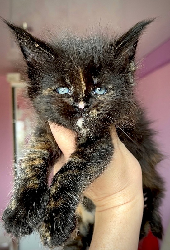 F3  Great Lion - Kitten maine-coon 1 month