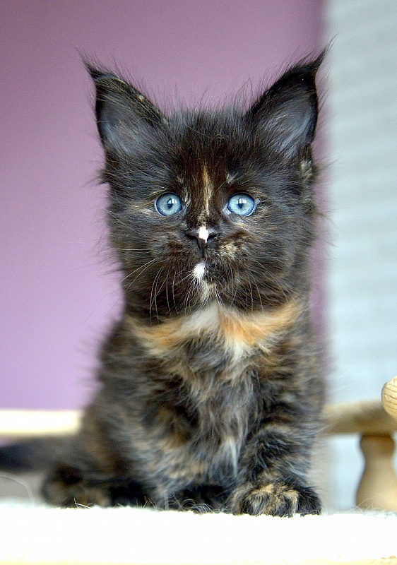 F3  Great Lion - Kitten maine-coon 4 weeks