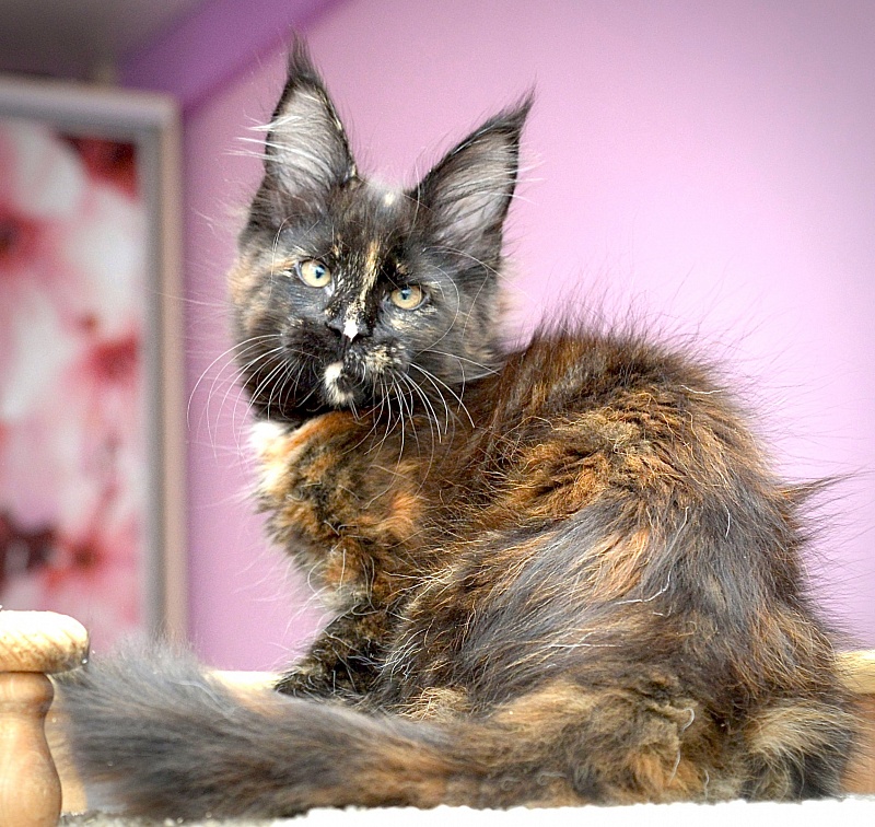 F3  Great Lion - Kitten maine-coon 2 months 2 weeks