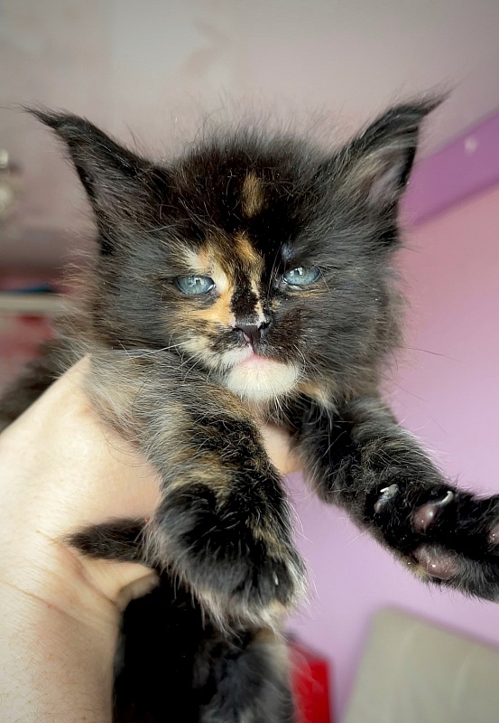 Fata Morgana   Great Lion - Kitten maine-coon 1 month