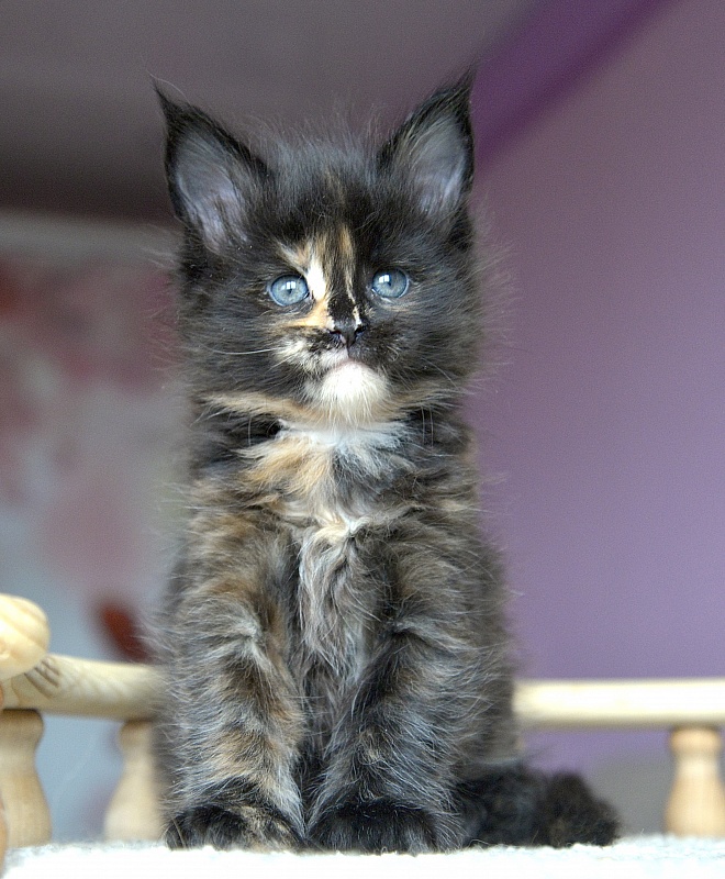 Fata Morgana   Great Lion - Kitten maine-coon 4 weeks