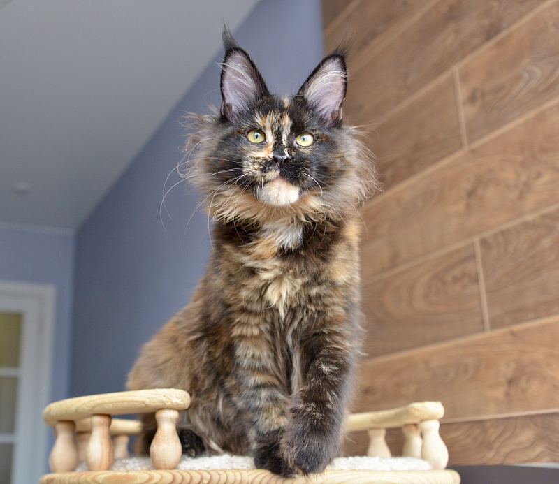 Fata Morgana   Great Lion - Kitten maine-coon 4 months 3.5 weeks