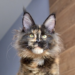 Fata Morgana   Great Lion