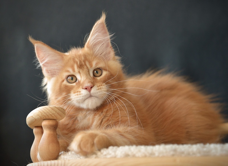 Eclair Great Lion - Kitten maine-coon 2 months 2.5 weeks