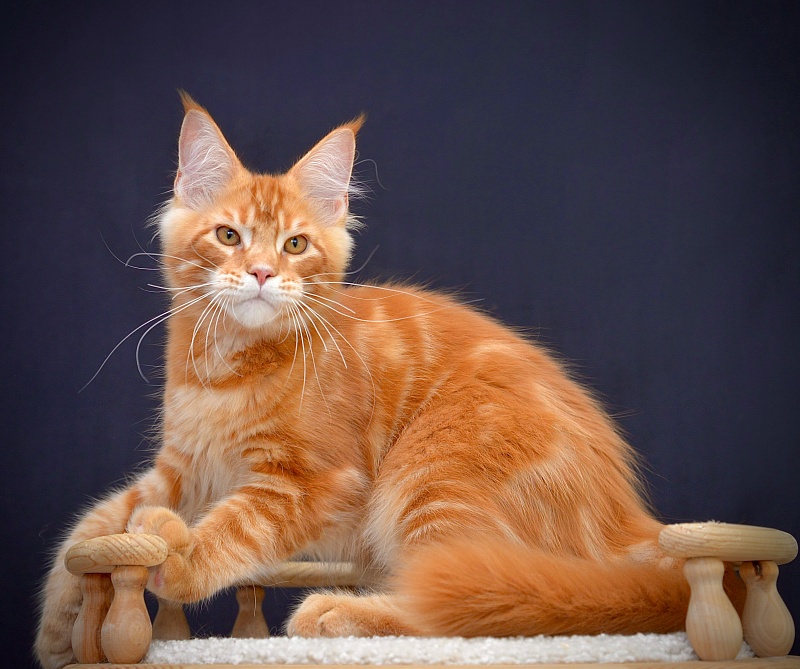 Eclair Great Lion - Kitten maine-coon 3 months 3 weeks