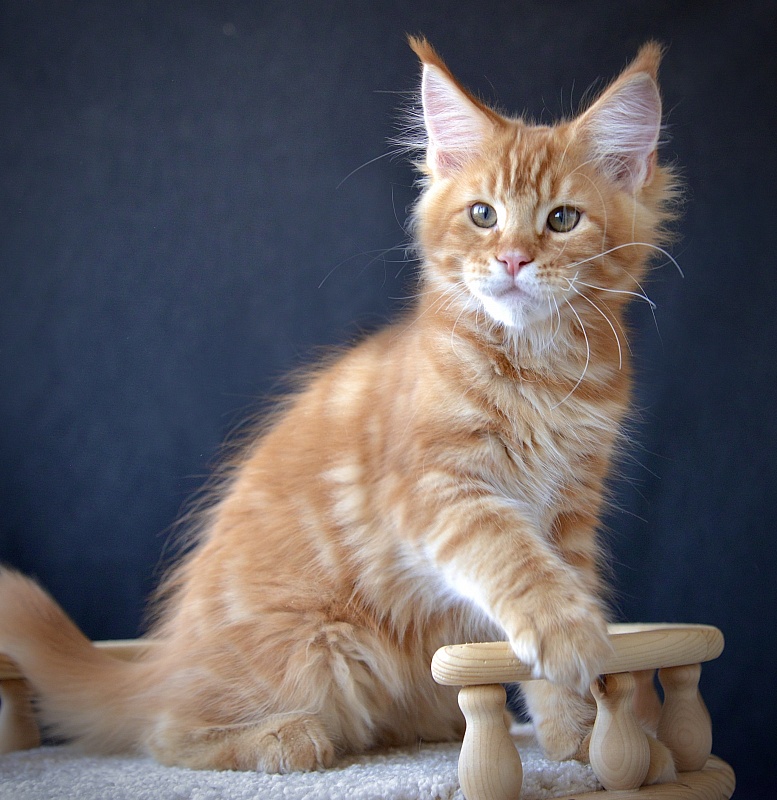 Exclusive Great Lion - Kitten maine-coon 2 months 3.5 weeks