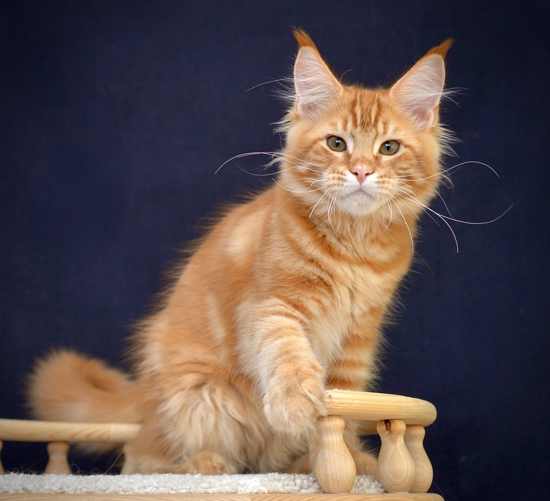 Exclusive Great Lion - Kitten maine-coon 3 months 3 weeks