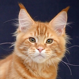 Exclusive Great Lion