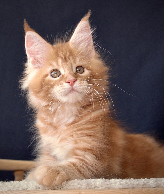 Ezhevika  Great Lion - Kitten maine-coon 2 months