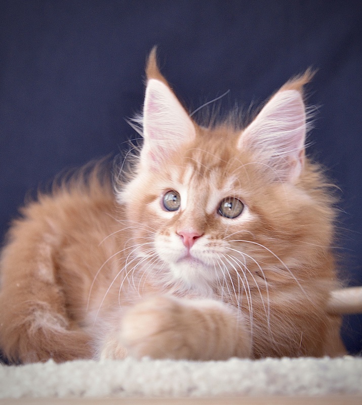 Ezhevika  Great Lion - Kitten maine-coon 2 months