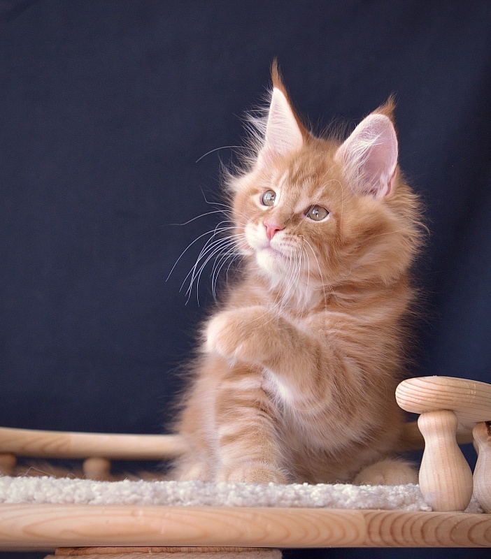 Ezhevika  Great Lion - Kitten maine-coon 2 months