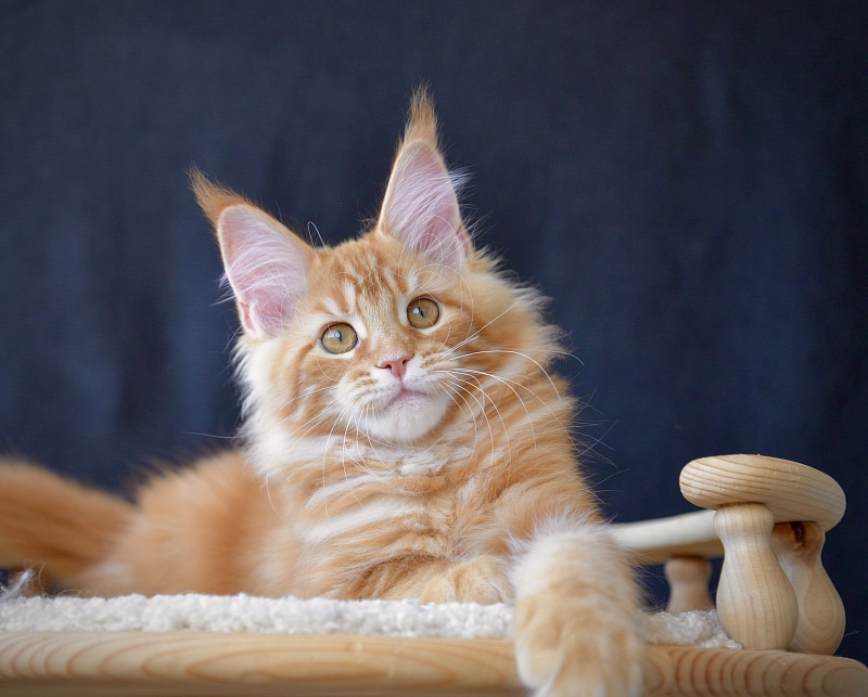 Eugenics Great Lion - Kitten maine-coon 2 months 2.5 weeks