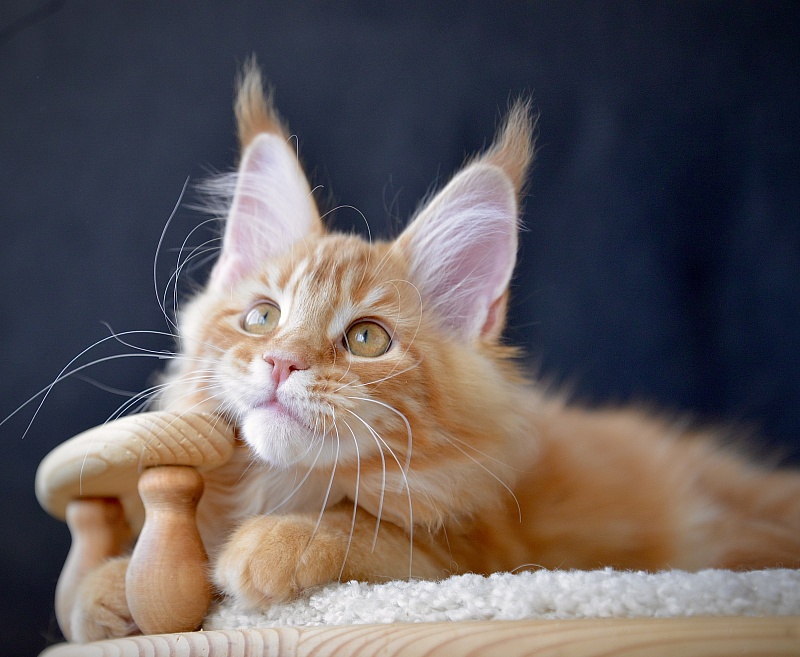 Eugenics Great Lion - Kitten maine-coon 2 months 2.5 weeks