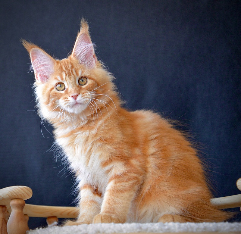Eugenics Great Lion - Kitten maine-coon 2 months 2.5 weeks