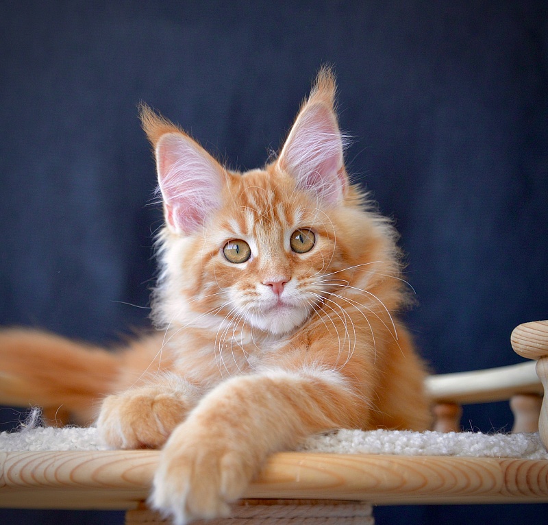 Eugenics Great Lion - Kitten maine-coon 2 months 2.5 weeks