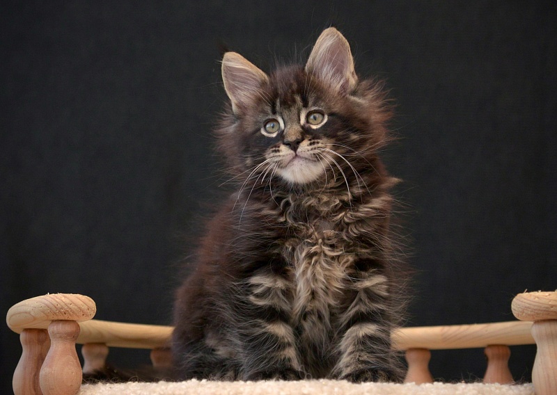 G1  Great Lion - Kitten maine-coon 1 month 3.5 weeks