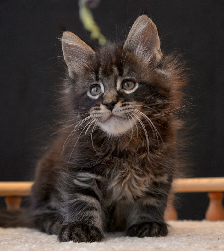 G1  Great Lion - Kitten maine-coon 1 month 3.5 weeks