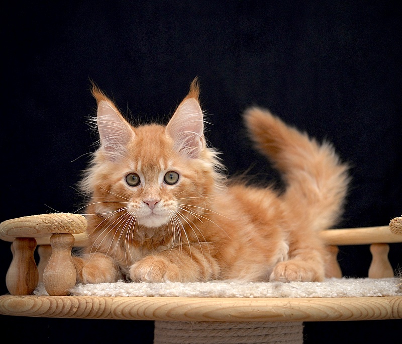 Ginger  Great Lion - Kitten maine-coon 2 months 2 weeks