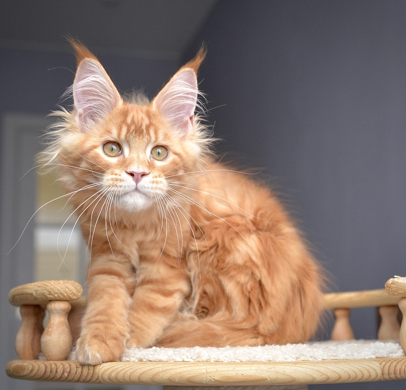 Ginger  Great Lion - Kitten maine-coon 3 months 2 weeks
