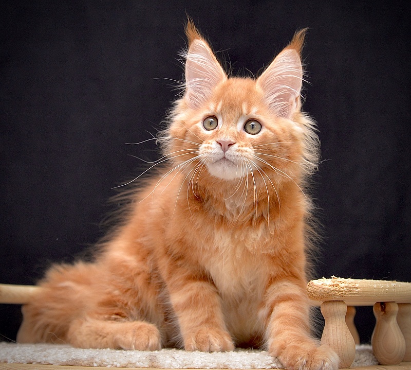 Ginger  Great Lion - Kitten maine-coon 2 months 2 weeks