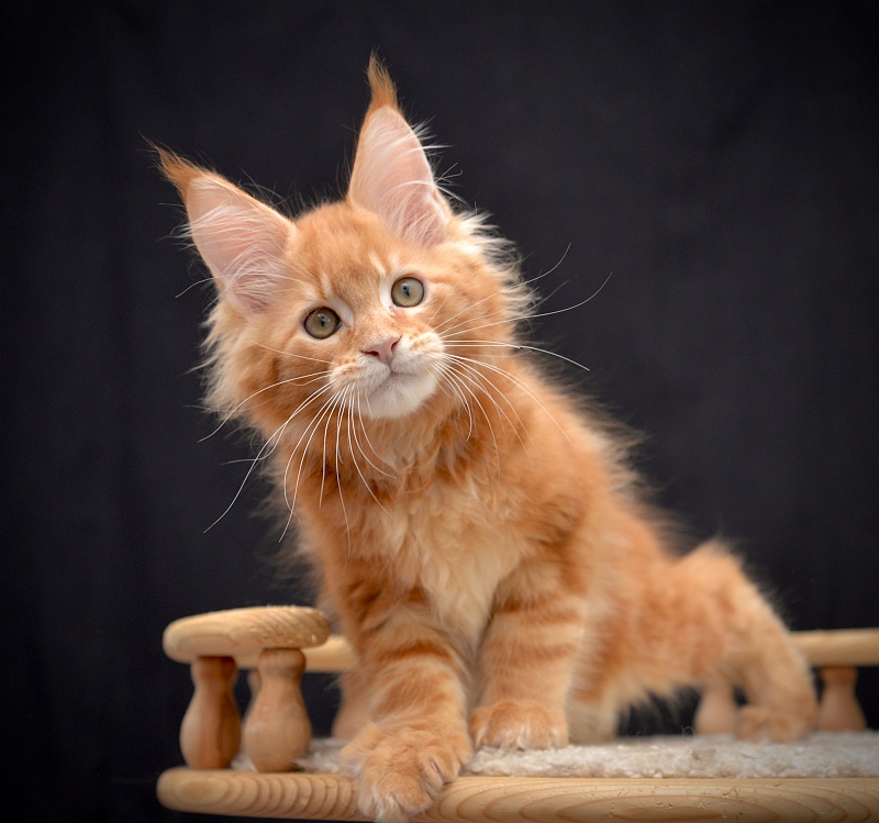 Ginger  Great Lion - Kitten maine-coon 2 months 2 weeks