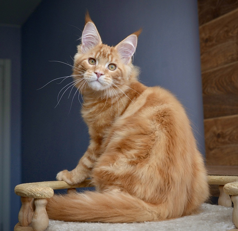 Ginger  Great Lion - Kitten maine-coon 3 months 3.5 weeks