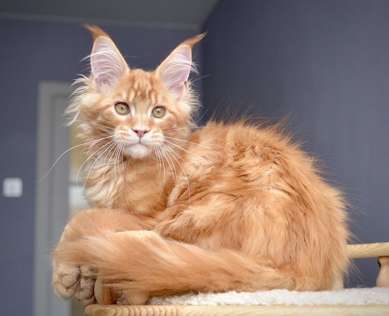 Ginger  Great Lion - Kitten maine-coon 3 months 2 weeks